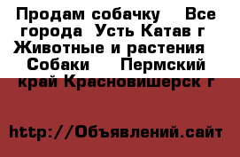 Продам собачку  - Все города, Усть-Катав г. Животные и растения » Собаки   . Пермский край,Красновишерск г.